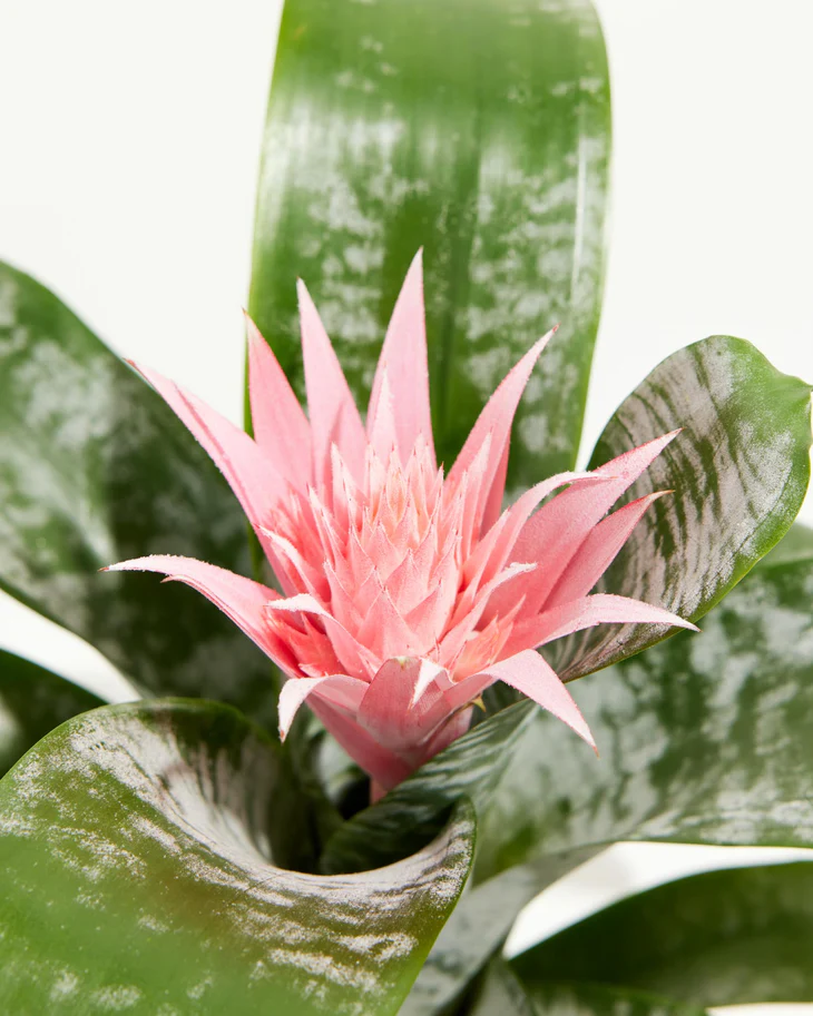 Bromeliads - Image 2