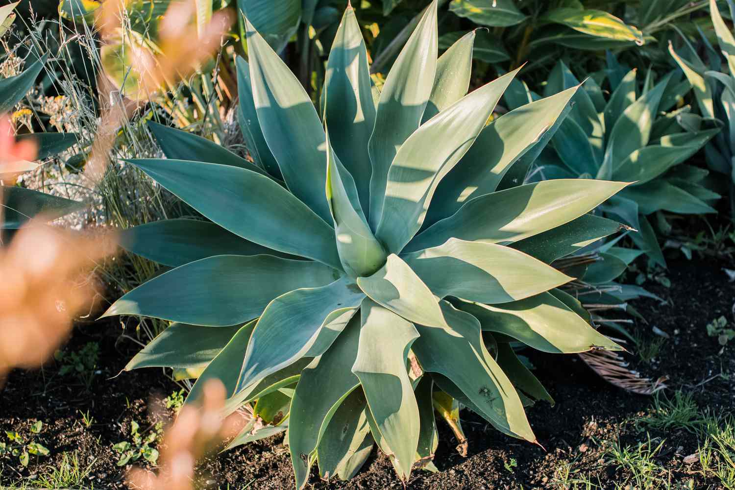 Agave - Image 3