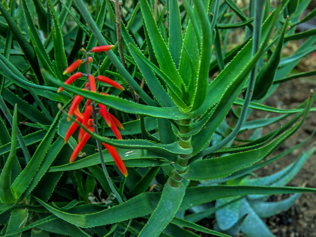 Aloe gracilis - Image 2
