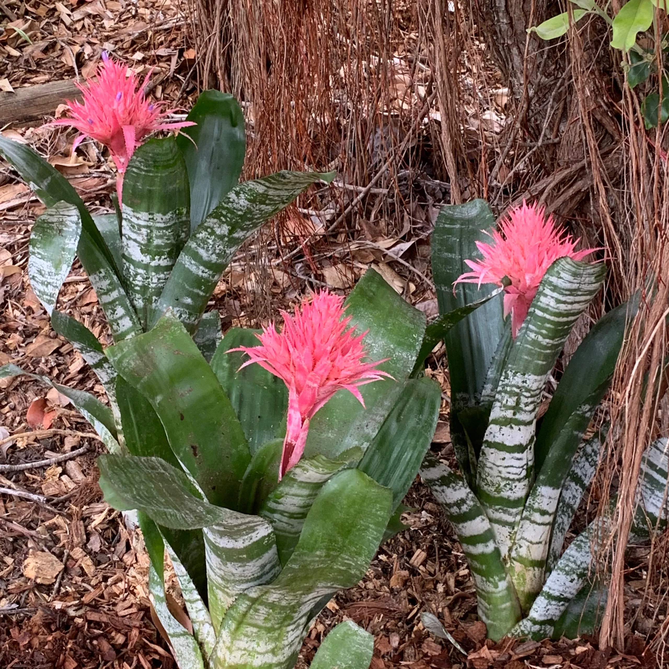 Bromeliads - Image 3