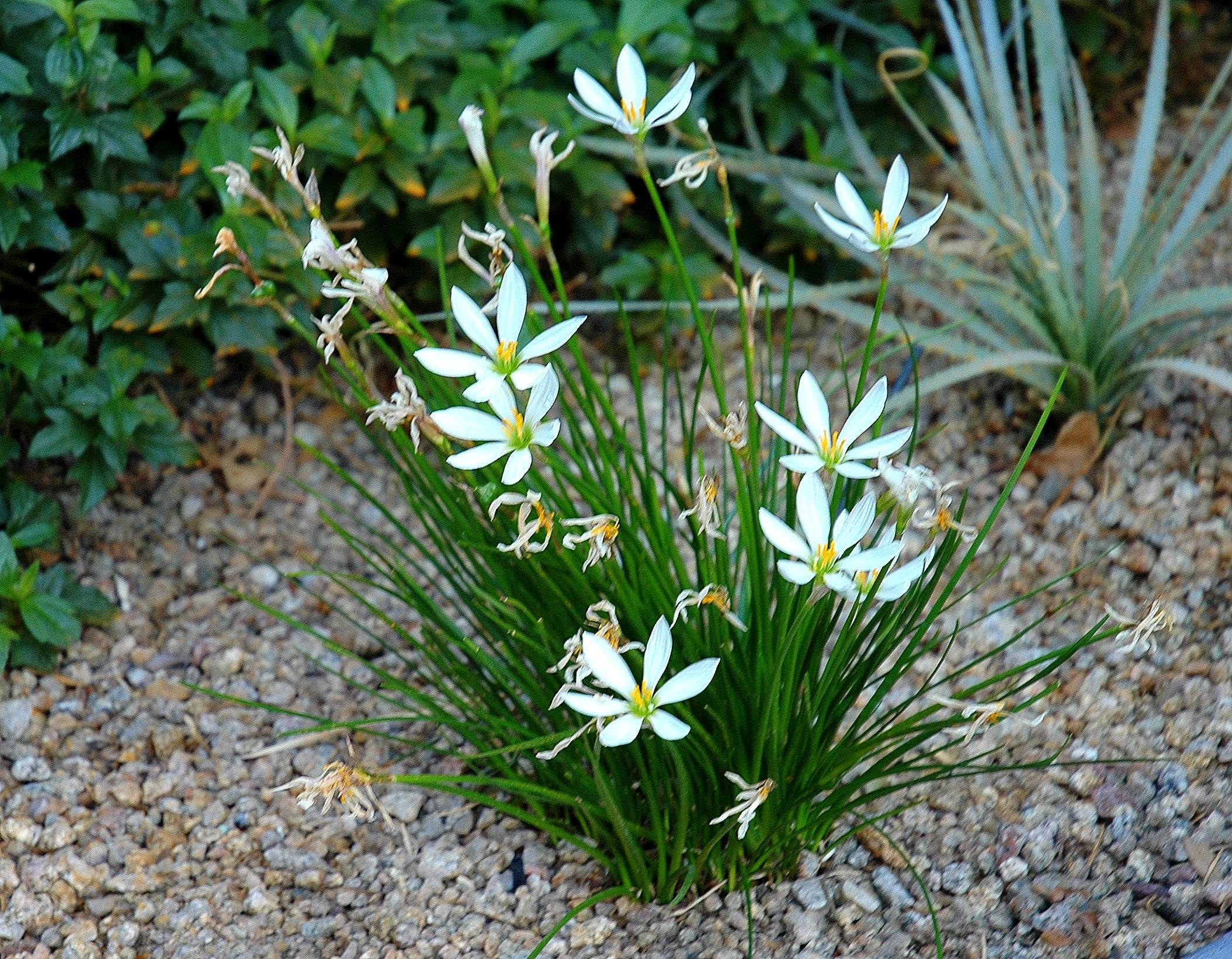 Storm Lily - Image 3