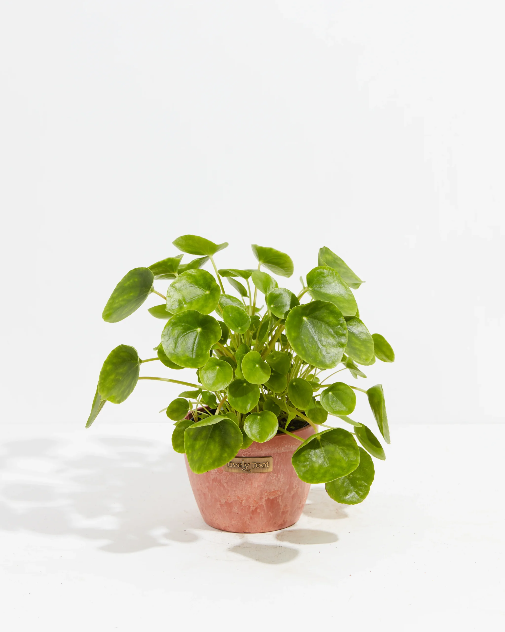 Chinese Money Leaf - Image 2