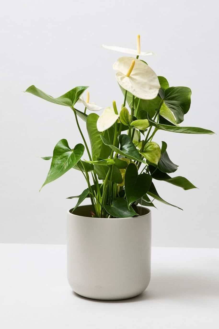 Anthurium - Image 4