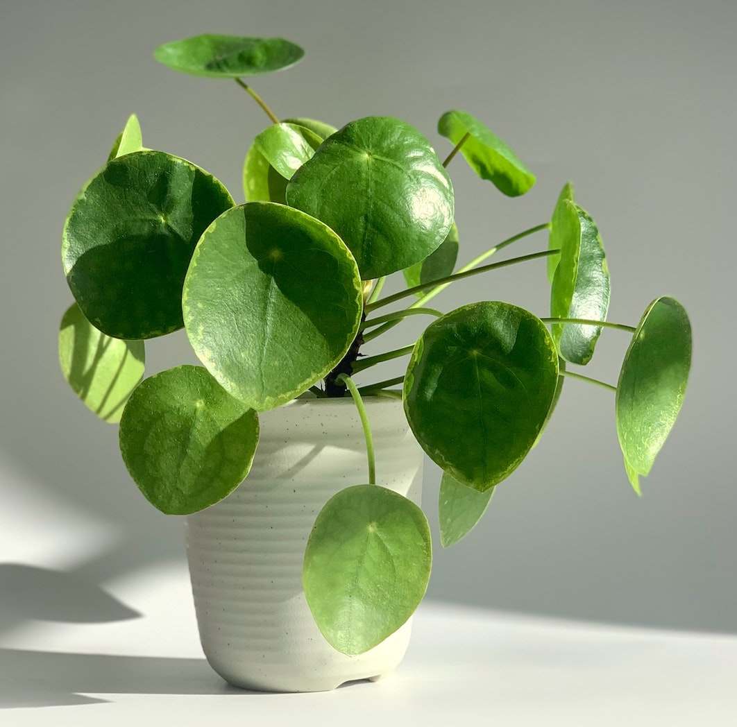 Chinese Money Leaf - Image 3