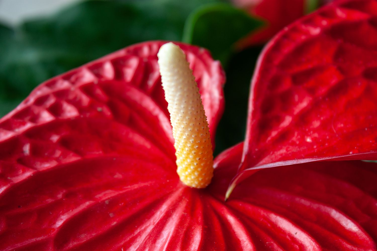 Anthurium - Image 2
